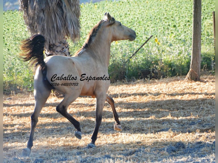 Lusitano Merrie 3 Jaar 155 cm Buckskin in Vejer de la Frontera