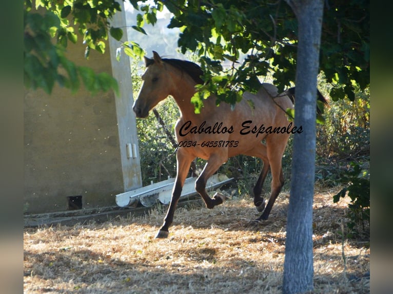 Lusitano Merrie 3 Jaar 155 cm Buckskin in Vejer de la Frontera