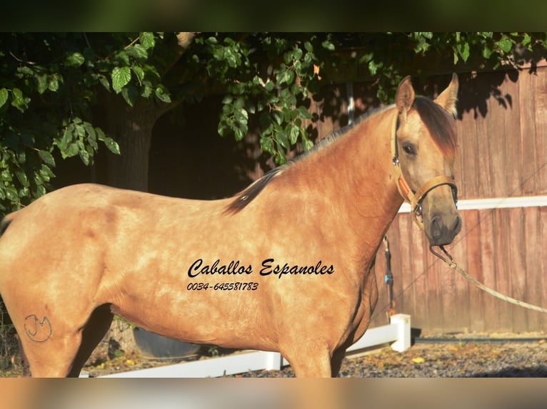 Lusitano Merrie 3 Jaar 155 cm Buckskin in Vejer de la Frontera