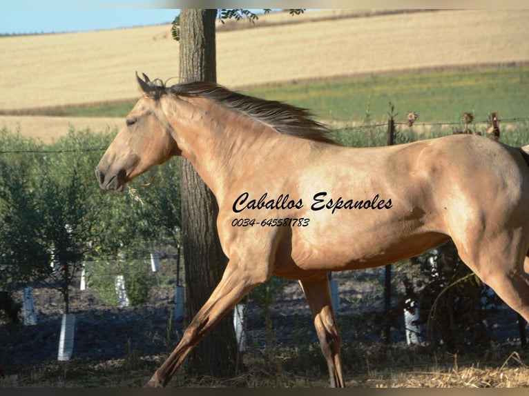 Lusitano Merrie 3 Jaar 155 cm Buckskin in Vejer de la Frontera