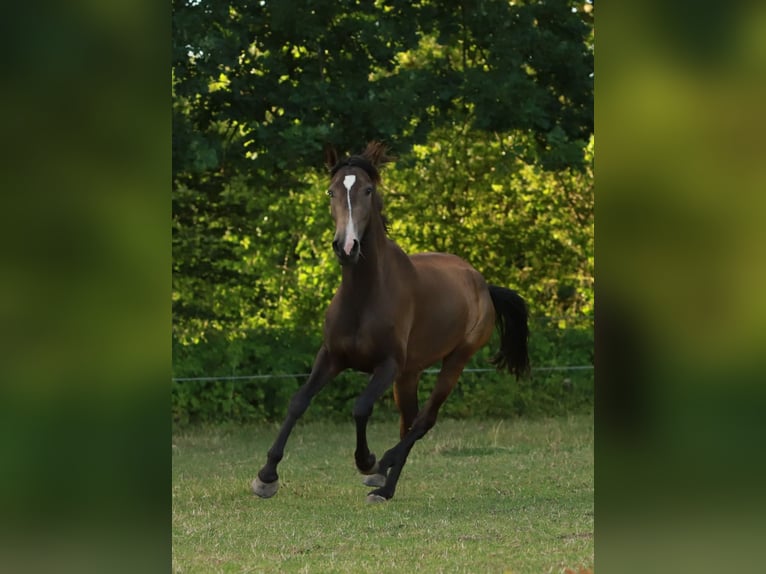 Lusitano Merrie 3 Jaar 155 cm Buckskin in Schönberg