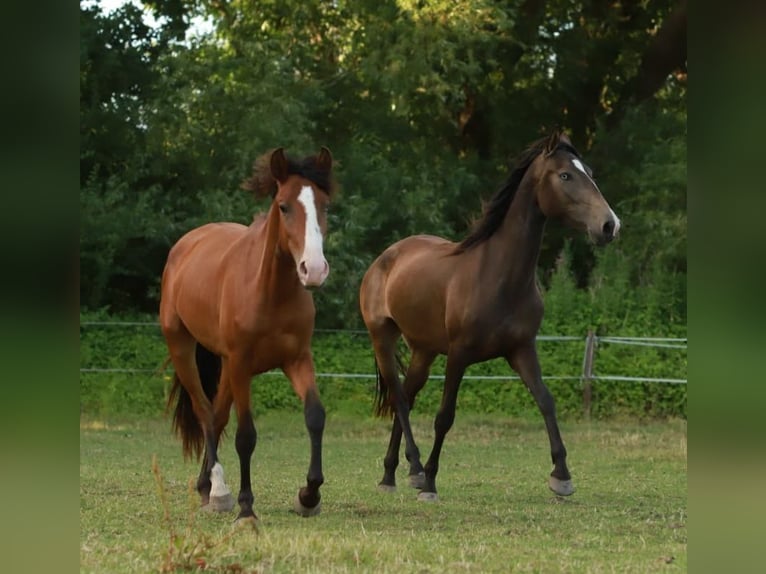 Lusitano Merrie 3 Jaar 155 cm Buckskin in Schönberg