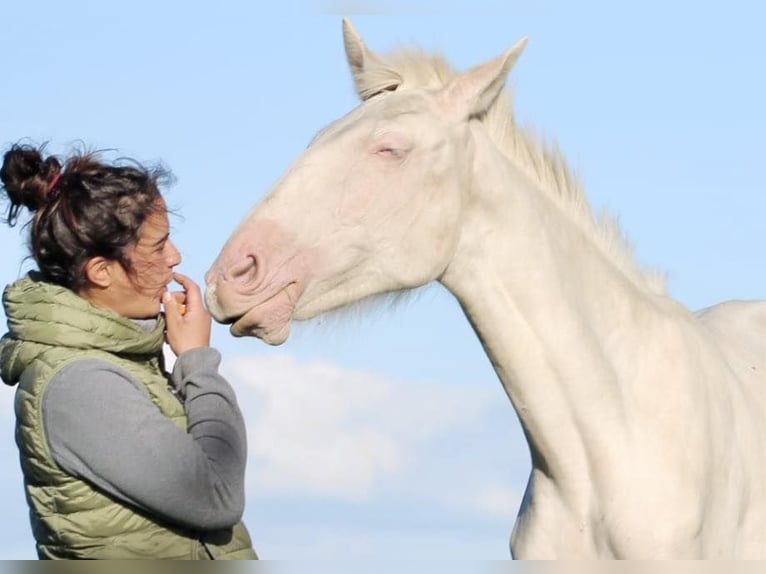 Lusitano Merrie 3 Jaar 155 cm Cremello in Compiègne