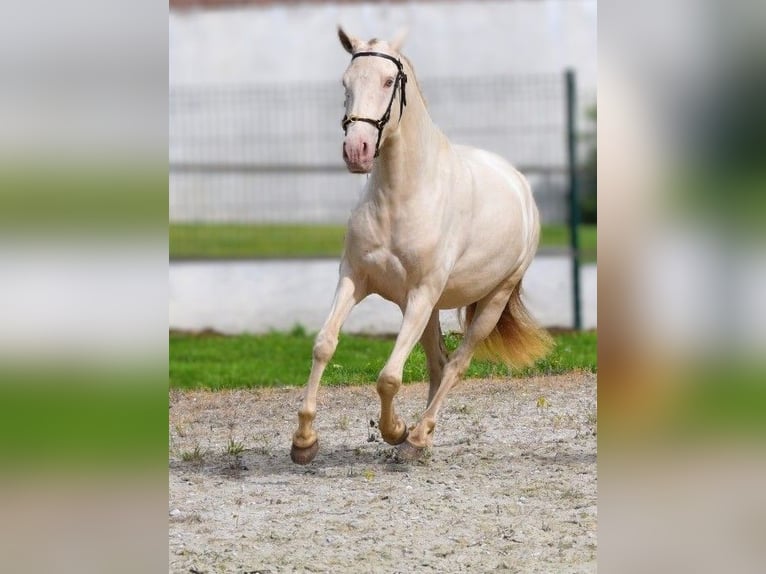 Lusitano Merrie 3 Jaar 155 cm Pearl in Arras