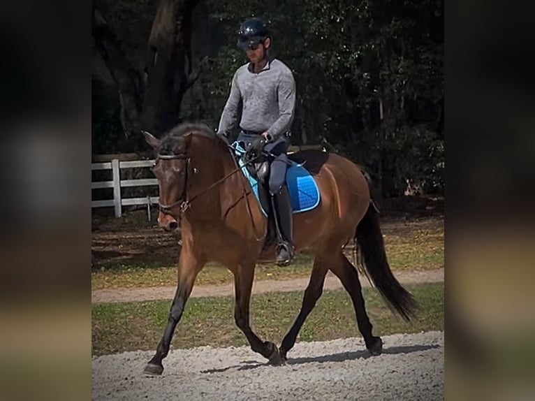 Lusitano Merrie 3 Jaar 157 cm Roodbruin in Ocala