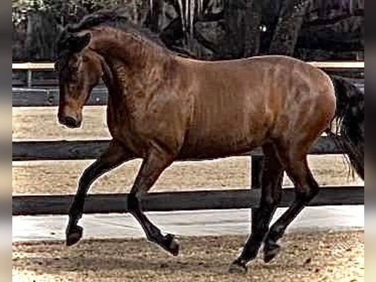 Lusitano Merrie 3 Jaar 157 cm Roodbruin in Ocala