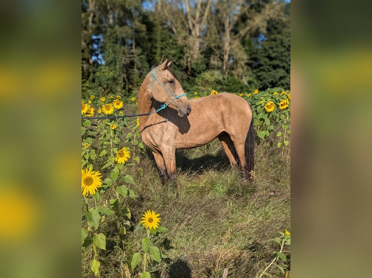 Lusitano Merrie 3 Jaar 158 cm Buckskin in Mechelen