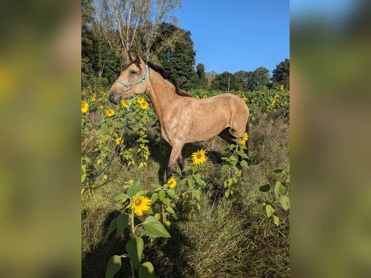 Lusitano Merrie 3 Jaar 158 cm Buckskin in Mechelen