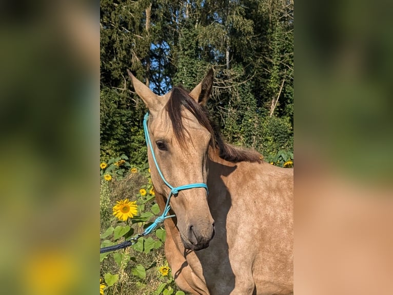 Lusitano Merrie 3 Jaar 158 cm Buckskin in Mechelen