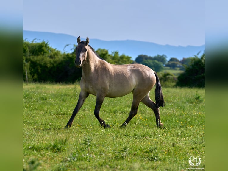 Lusitano Mix Merrie 3 Jaar 158 cm Grullo in Navalperal De Pinares