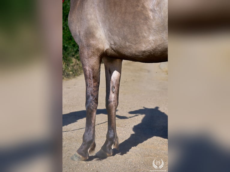 Lusitano Mix Merrie 3 Jaar 158 cm Grullo in Navalperal De Pinares