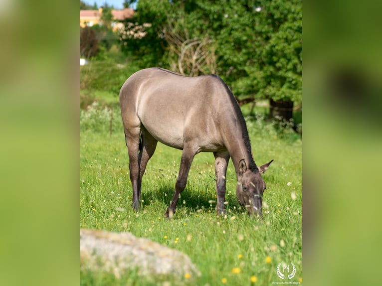 Lusitano Mix Merrie 3 Jaar 158 cm Grullo in Navalperal De Pinares