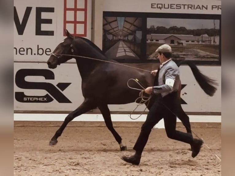 Lusitano Merrie 3 Jaar 160 cm Bruin in Bredene
