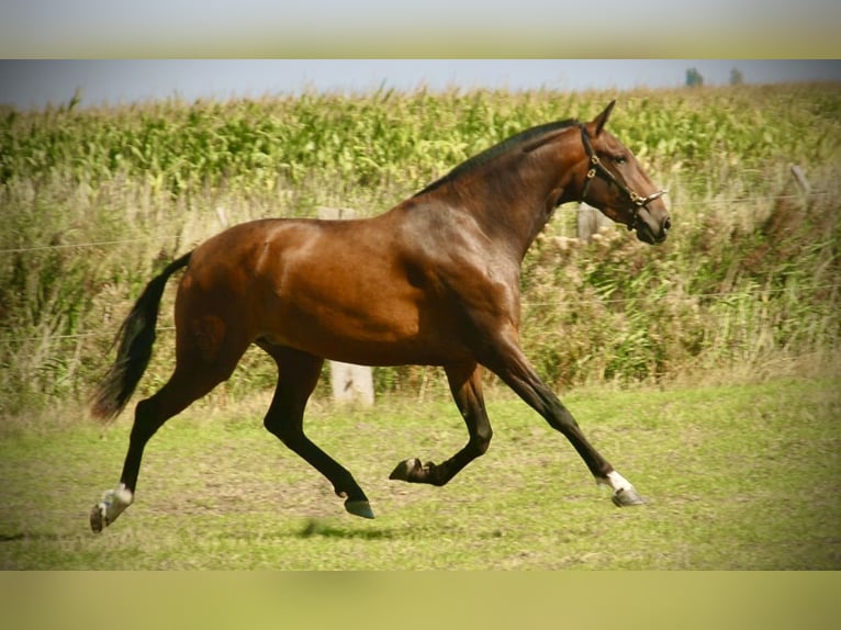 Lusitano Merrie 3 Jaar 160 cm Bruin in Bredene