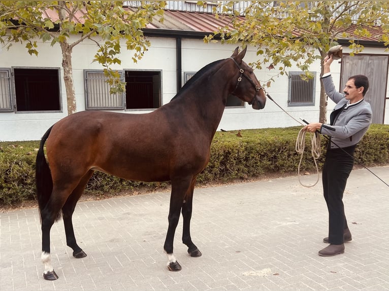 Lusitano Merrie 3 Jaar 160 cm Bruin in Bredene