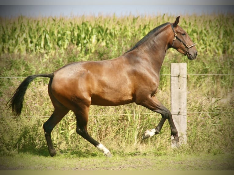 Lusitano Merrie 3 Jaar 160 cm Bruin in Bredene