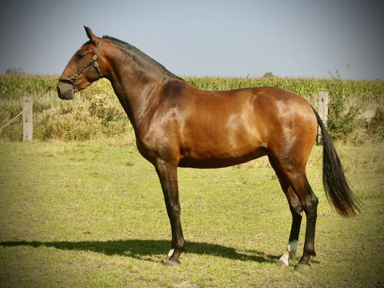 Lusitano Merrie 3 Jaar 160 cm Bruin in Bredene