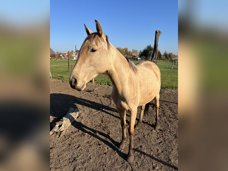 Lusitano Merrie 3 Jaar 160 cm Buckskin in Nennhausen OT Damme