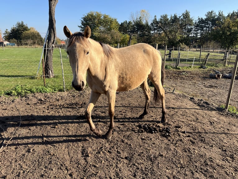 Lusitano Merrie 3 Jaar 160 cm Buckskin in Nennhausen OT Damme