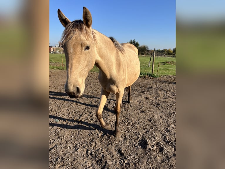 Lusitano Merrie 3 Jaar 160 cm Buckskin in Nennhausen OT Damme