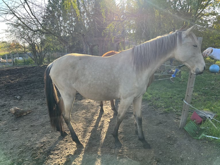 Lusitano Merrie 3 Jaar 160 cm Buckskin in Nennhausen OT Damme