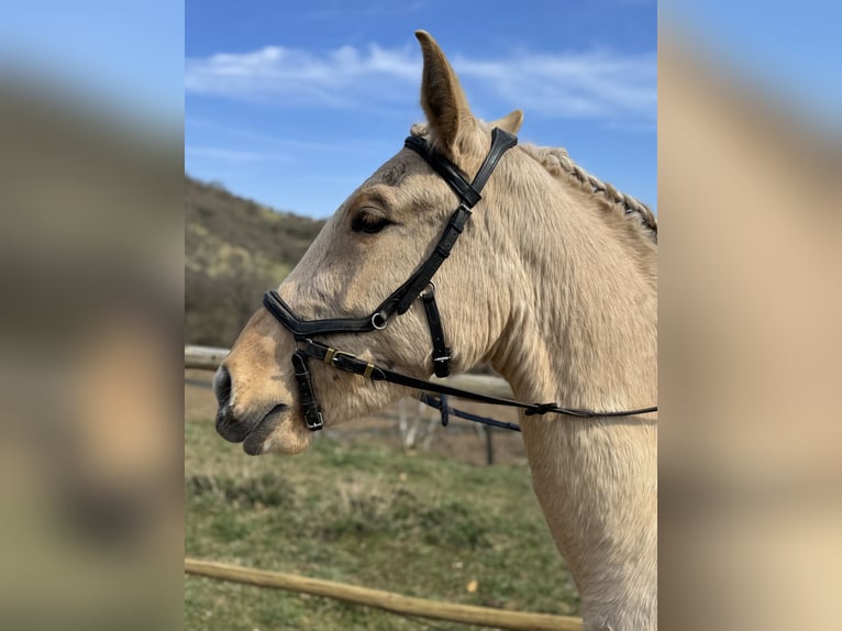 Lusitano Merrie 3 Jaar 160 cm Dunalino in Hýskov