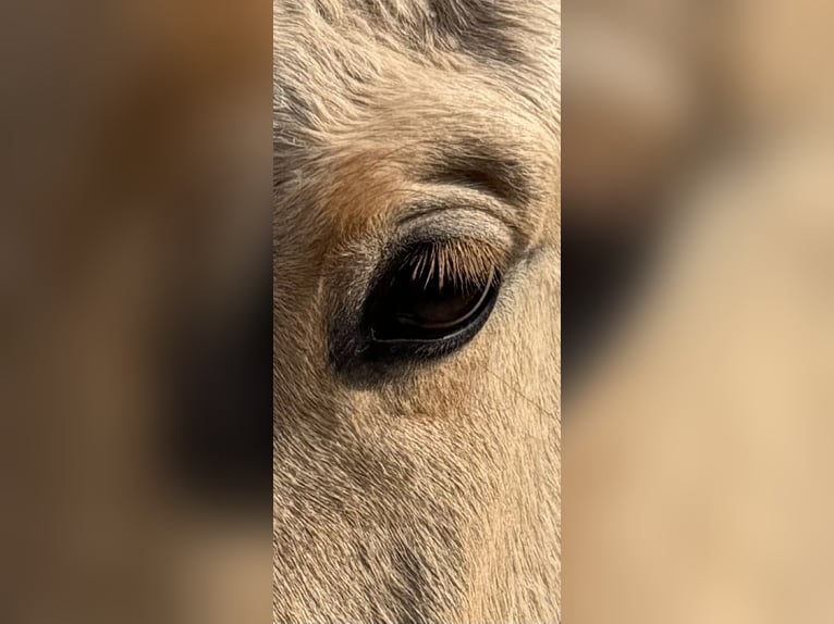 Lusitano Merrie 3 Jaar 160 cm Dunalino in Hýskov