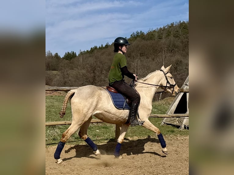 Lusitano Merrie 3 Jaar 160 cm Dunalino in Hýskov