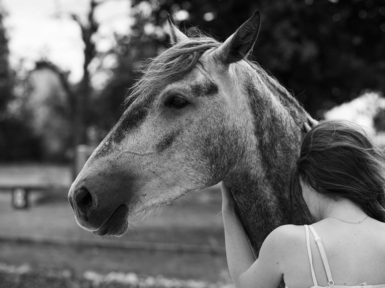 Lusitano Merrie 3 Jaar 160 cm Schimmel in Heiligenstadt