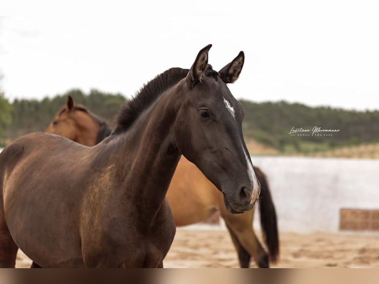 Lusitano Merrie 3 Jaar 160 cm Zwart in Rio Maior