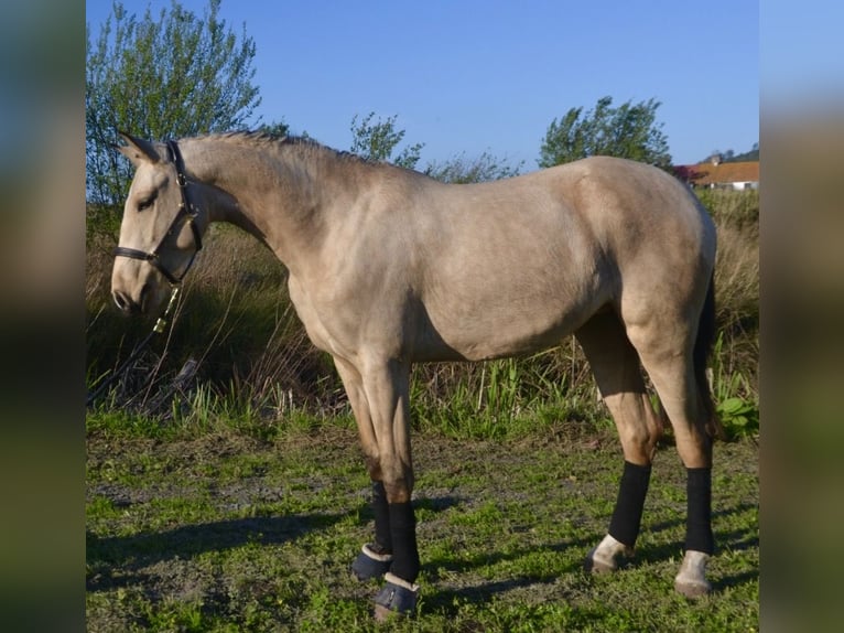 Lusitano Merrie 3 Jaar 161 cm Roodbruin in Nazaré