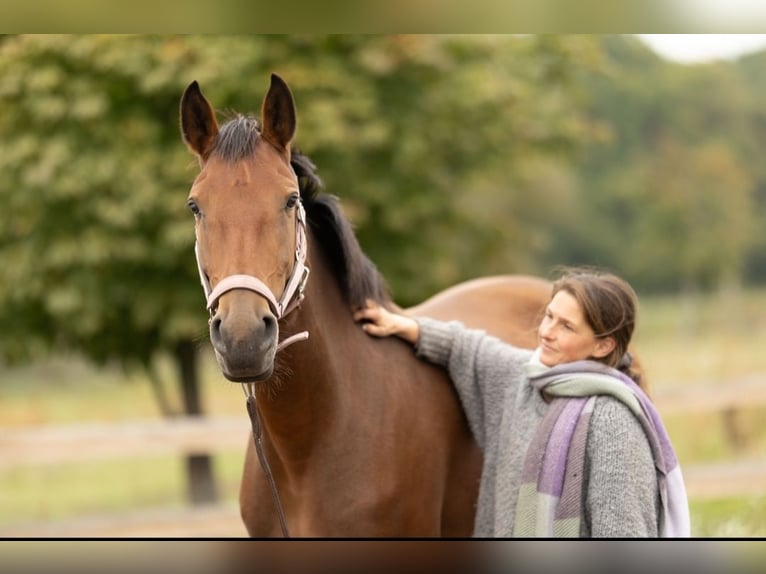 Lusitano Merrie 3 Jaar 162 cm Bruin in Thyrow