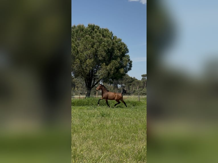 Lusitano Merrie 3 Jaar 162 cm Roodbruin in Água Derramada