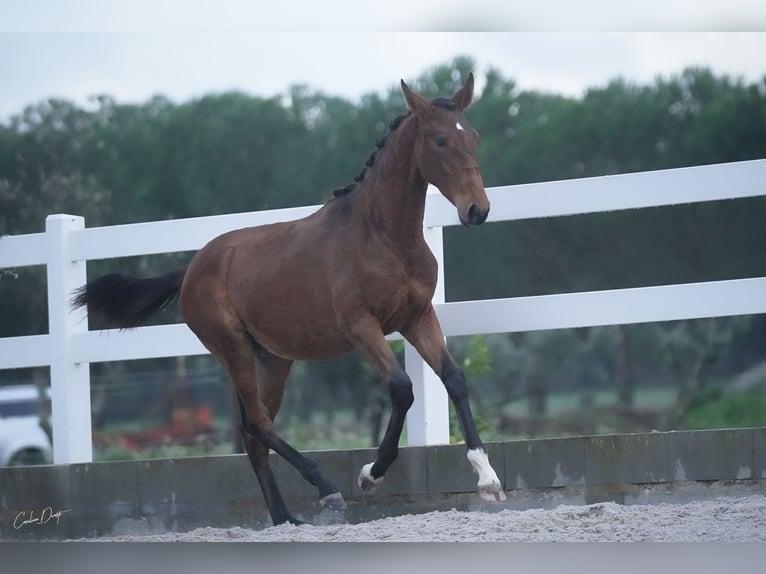 Lusitano Merrie 3 Jaar 162 cm Roodbruin in Água Derramada