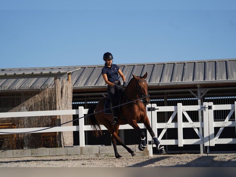 Lusitano Merrie 3 Jaar 162 cm Roodbruin in Agua Derramada