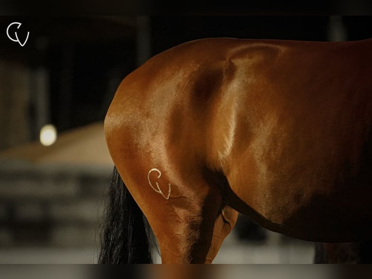 Lusitano Merrie 3 Jaar 167 cm Roodbruin in Agua Derramada