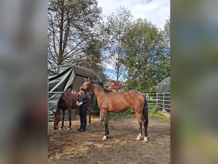 Lusitano Merrie 3 Jaar 168 cm Donkerbruin in Fürth