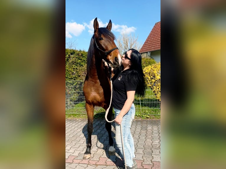 Lusitano Merrie 3 Jaar 168 cm Donkerbruin in Fürth