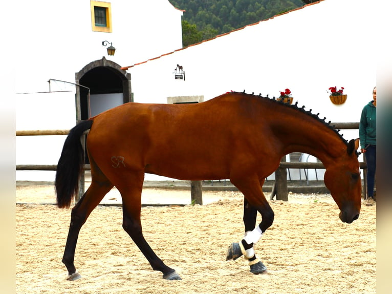 Lusitano Merrie 3 Jaar 170 cm Bruin in Ribamar