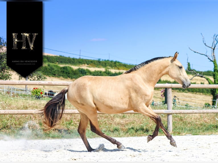 Lusitano Merrie 3 Jaar Buckskin in Marly-sous-Issy