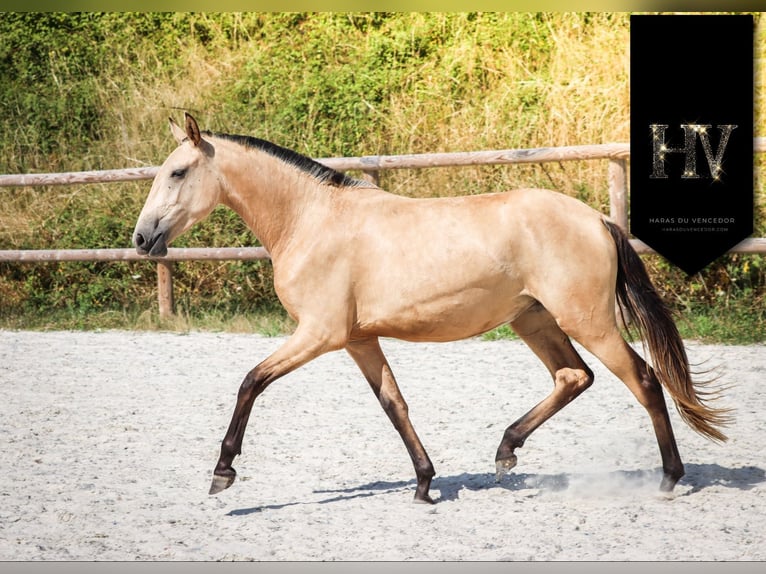 Lusitano Merrie 3 Jaar Buckskin in Marly-sous-Issy
