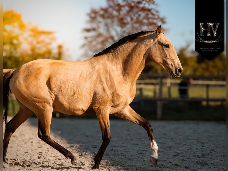 Lusitano Merrie 3 Jaar Buckskin in Marly-sous-Issy