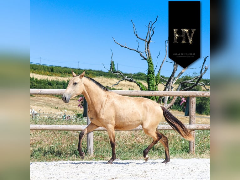 Lusitano Merrie 3 Jaar Buckskin in Marly-sous-Issy