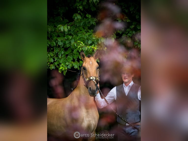 Lusitano Merrie 3 Jaar Falbe in Schleusingen