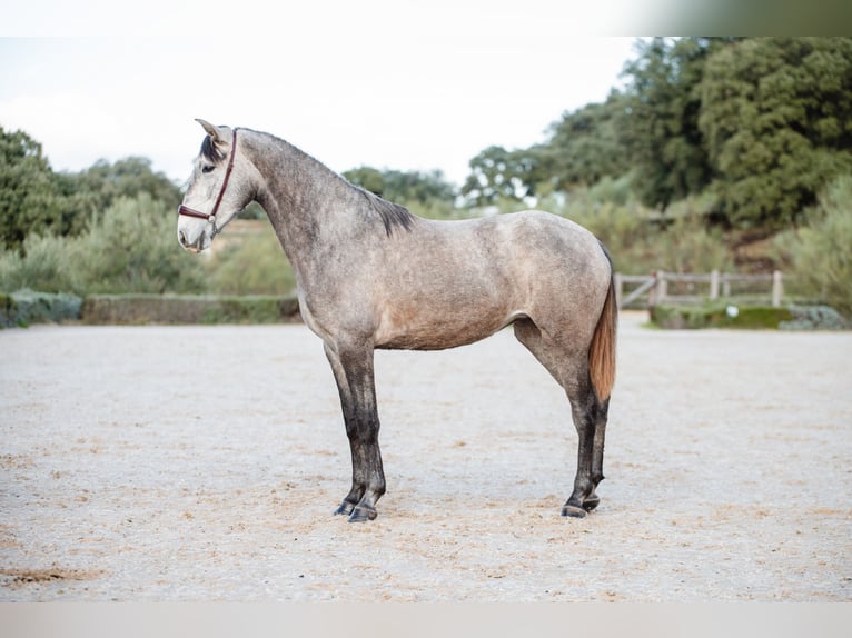 Lusitano Merrie 3 Jaar Schimmel in El GASTOR