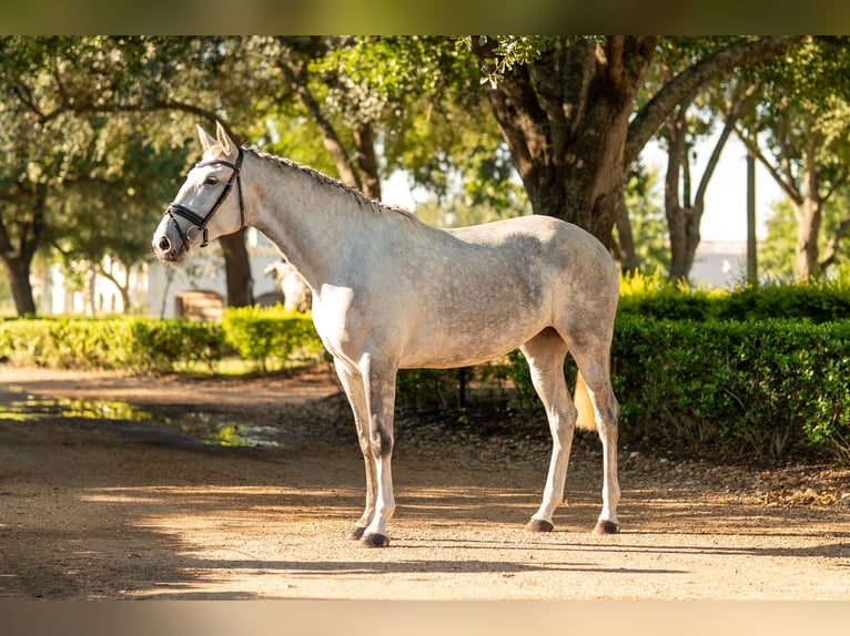 Lusitano Merrie 3 Jaar Schimmel in Magnolia