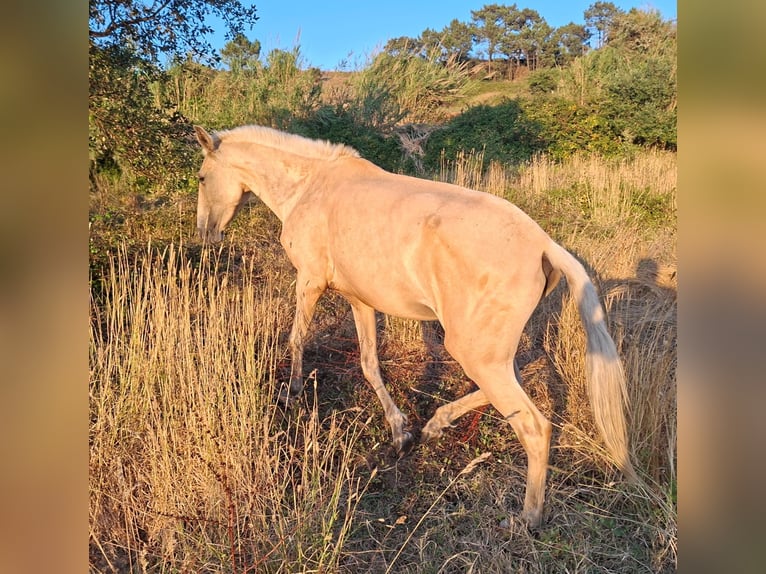 Lusitano Merrie 4 Jaar 146 cm Palomino in Cadriceira