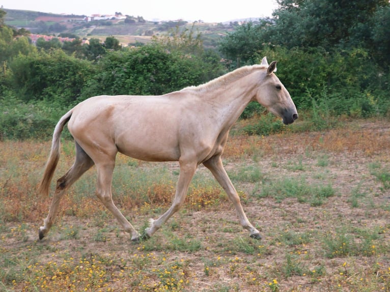 Lusitano Merrie 4 Jaar 146 cm Palomino in Cadriceira