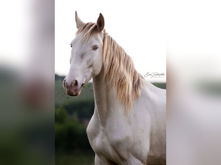 Lusitano Merrie 4 Jaar 151 cm Pearl in Wöllstein