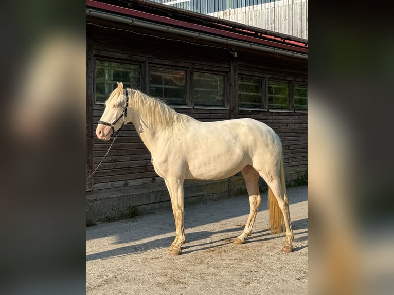 Lusitano Merrie 4 Jaar 152 cm in Friesenried